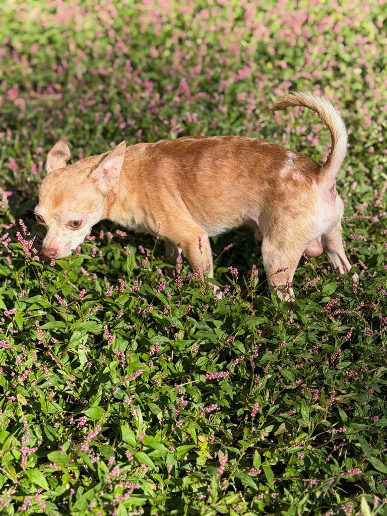 Taz