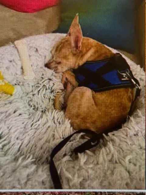 Taz image 2