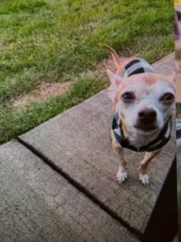 Taz image 4