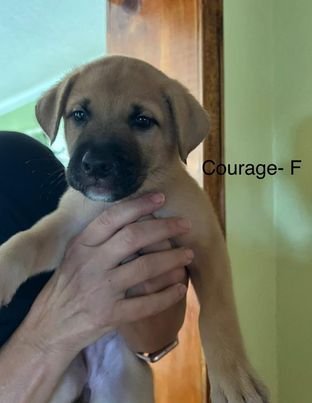 Stella Pup Courage, not available, stolen