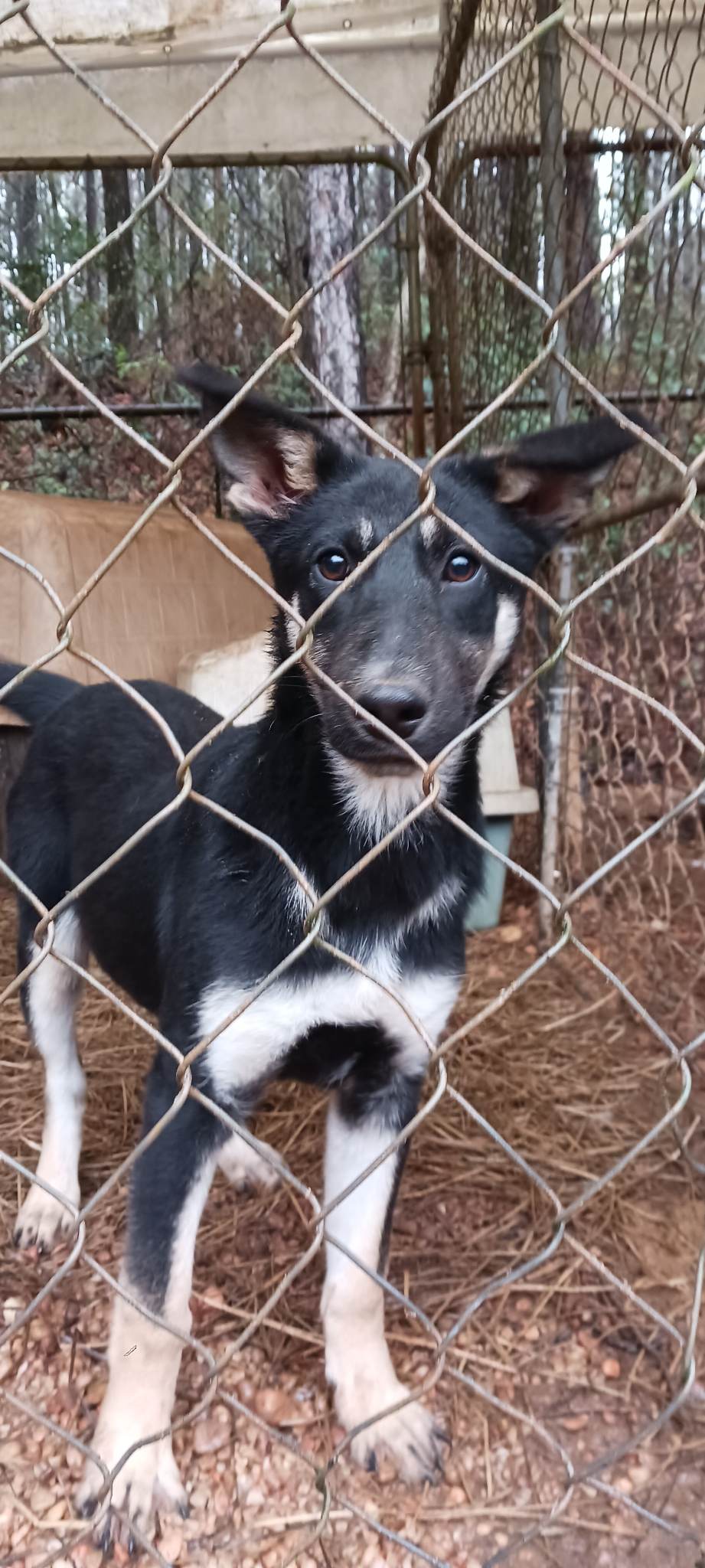 Dog for Adoption Chrissy, a German Shepherd Dog in Pasco County, FL