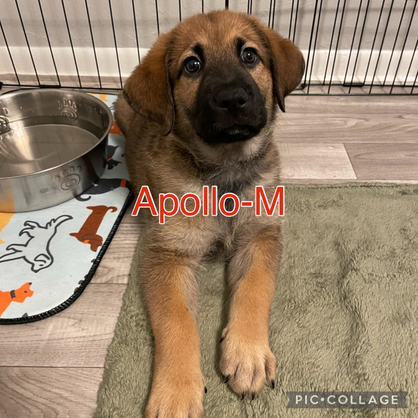 Dog for Adoption - Apollo - adopted, a German Shepherd Dog in Bradenton ...