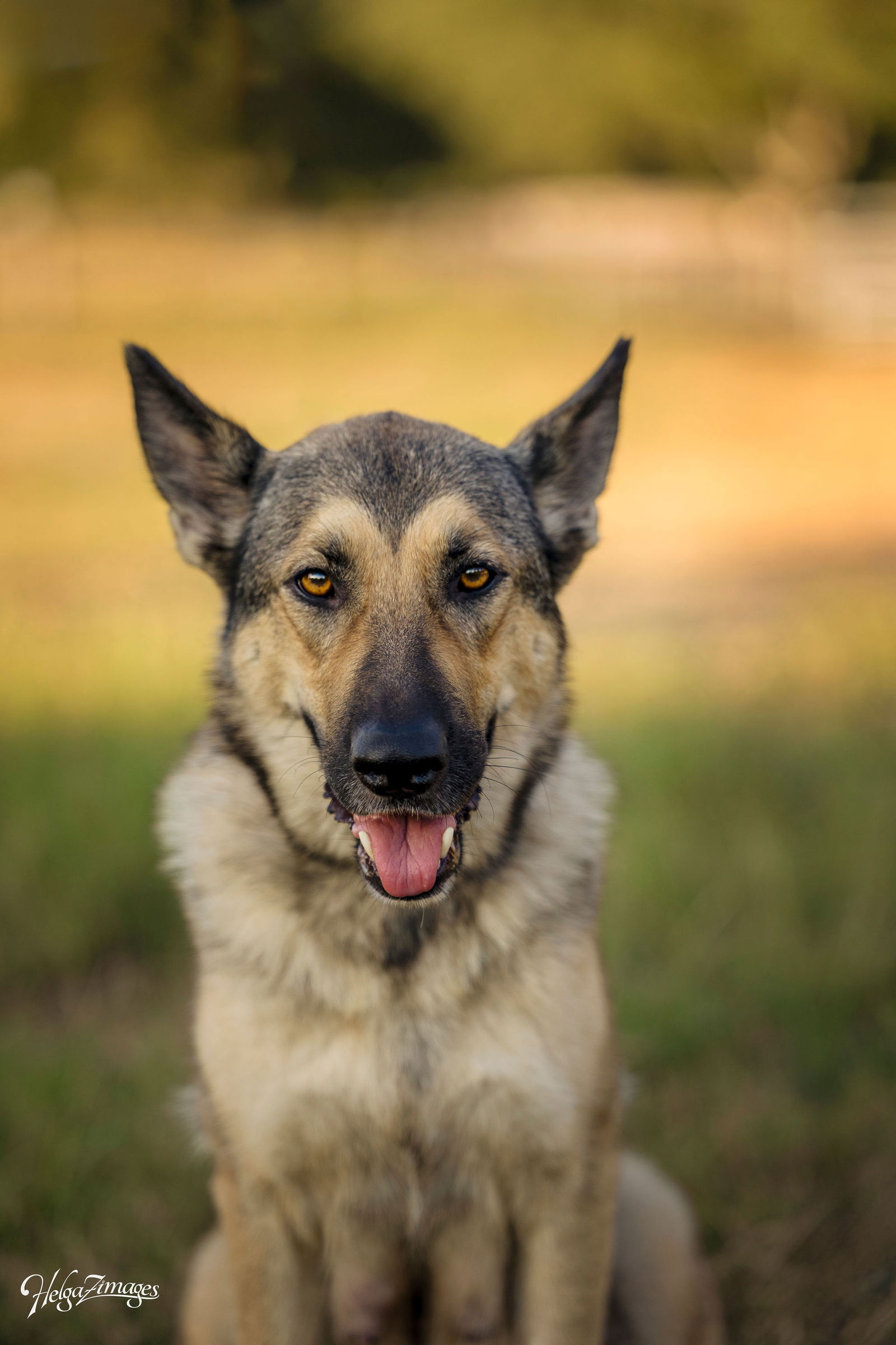 Dog for Adoption - Bailey, a German Shepherd Dog in Palmetto, FL