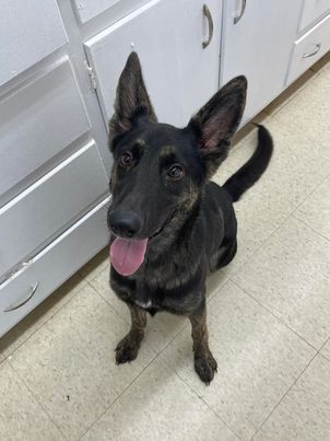 Dog for Adoption - Ari, a German Shepherd Dog in Pinellas Park, FL ...