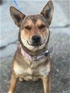 adoptable Dog in palm harbor, fl, FL named Miss Perfect