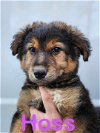 adoptable Dog in palm harbor, FL named Hoss - adoption pending