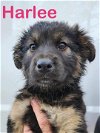 adoptable Dog in palm harbor, FL named Harlee - adoption pending