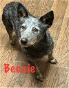 adoptable Dog in  named Beezie