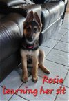 adoptable Dog in palm harbor, fl, FL named Jennifer litter Rosie