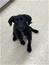 adoptable Dog in palm harbor, FL named H litter - Hayley - adoption pending