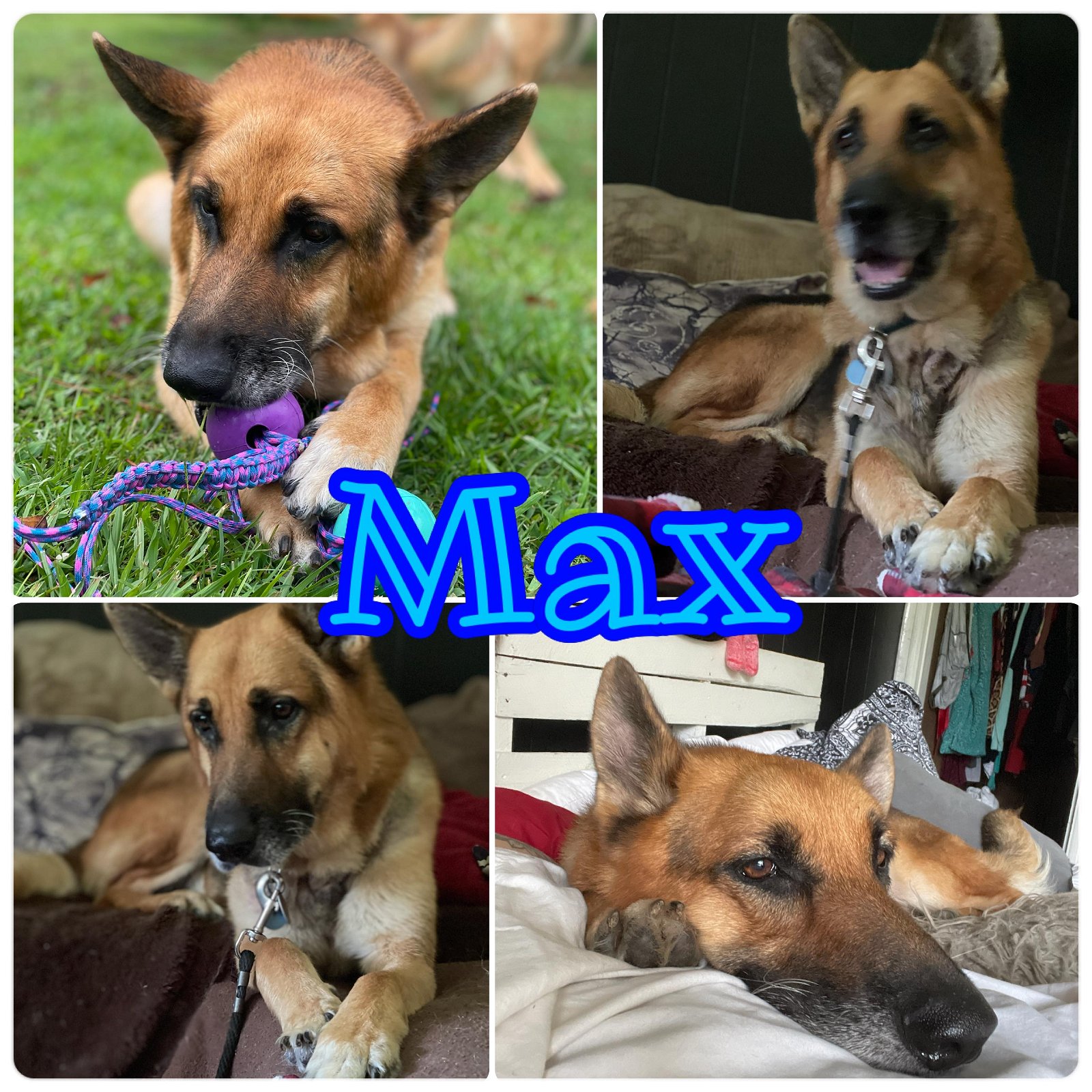 adoptable Dog in Palm Harbor, FL named Max - adoption pending
