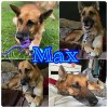adoptable Dog in palm harbor, fl, FL named Max - adoption pending