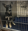 adoptable Dog in palm harbor, FL named Dylan -adoption pending