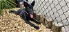 adoptable Dog in palm harbor, FL named Limbo