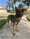 adoptable Dog in palm harbor, FL named Peyton