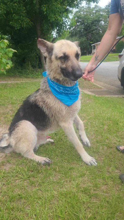 Dog for Adoption - No Name, a German Shepherd Dog in Treasure Island ...