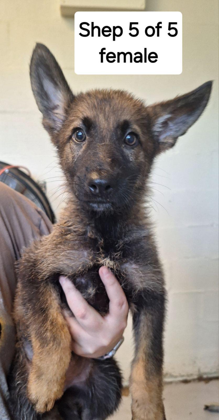 Dog for Adoption - Amanda litter pup 5 - very urgent, a German Shepherd ...