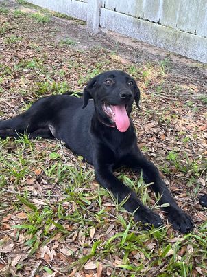 Dog for Adoption - Penney Lane, a Labrador Retriever in Manatee County ...