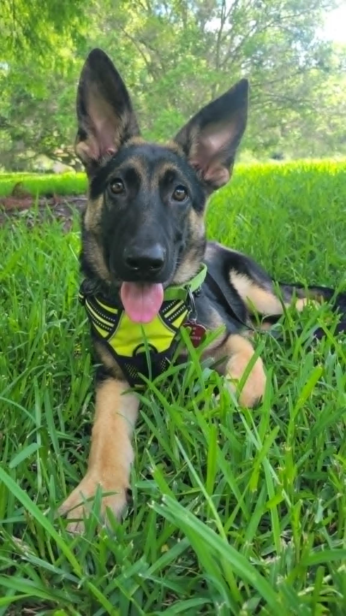 dog-for-adoption-charley-a-german-shepherd-dog-in-spring-hill-fl