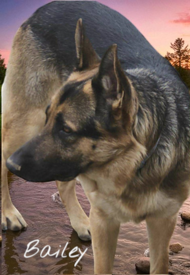 picture of the dog needing adoption