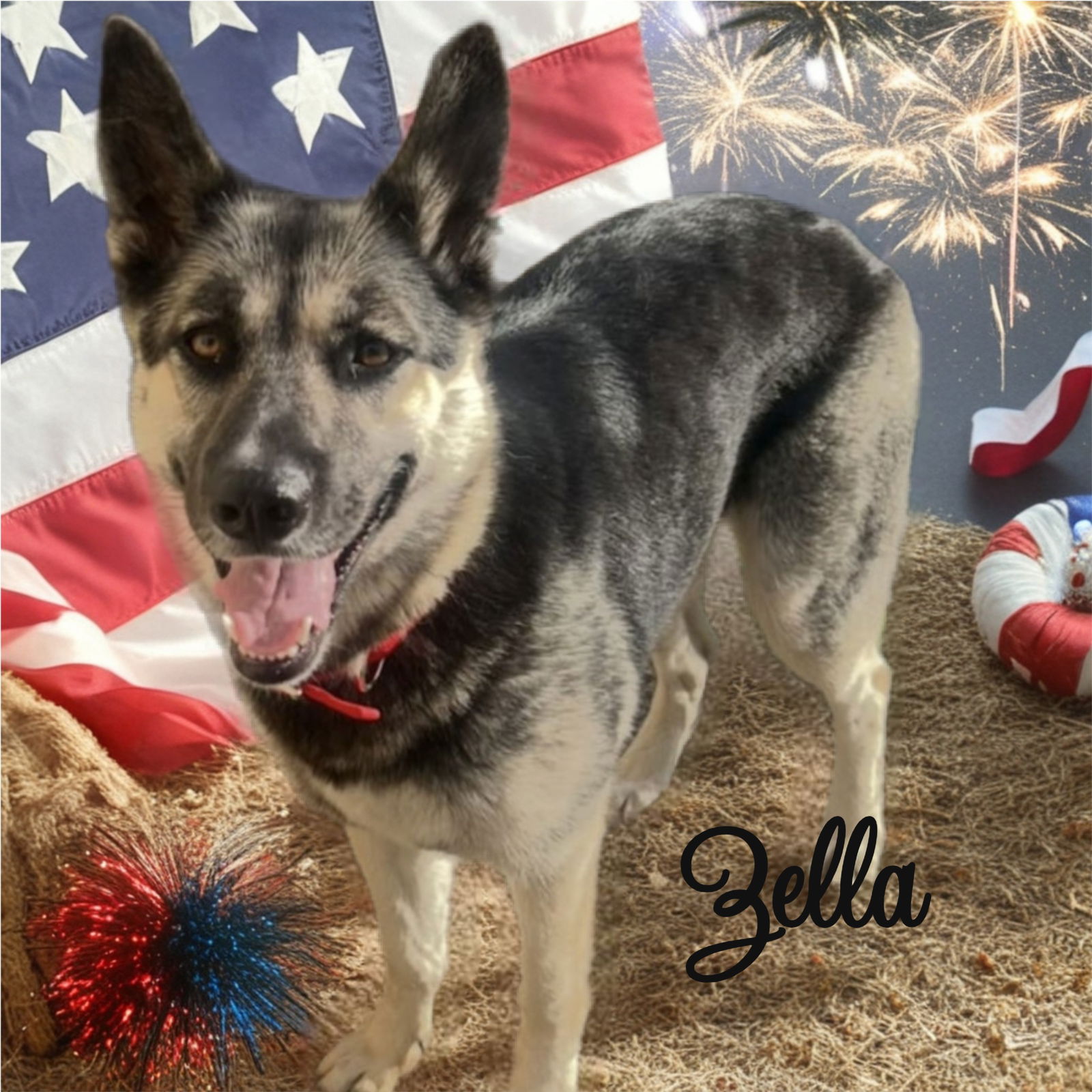 adoptable Dog in Palm Harbor, FL named Zella