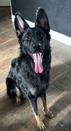 adoptable Dog in  named Ghost