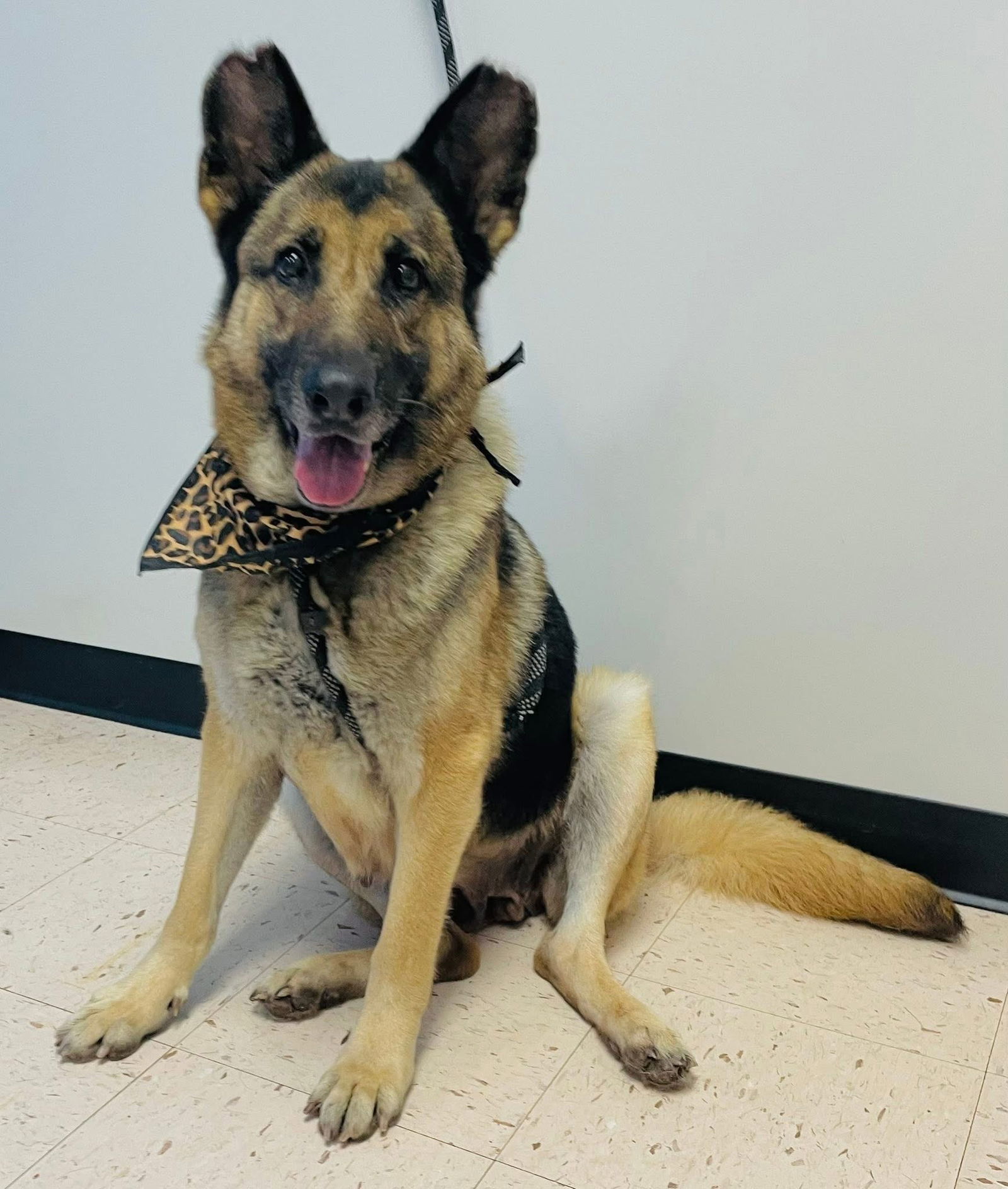 adoptable Dog in Palm Harbor, FL named Lady Sable-CODE RED foster or adopter needed ASAP