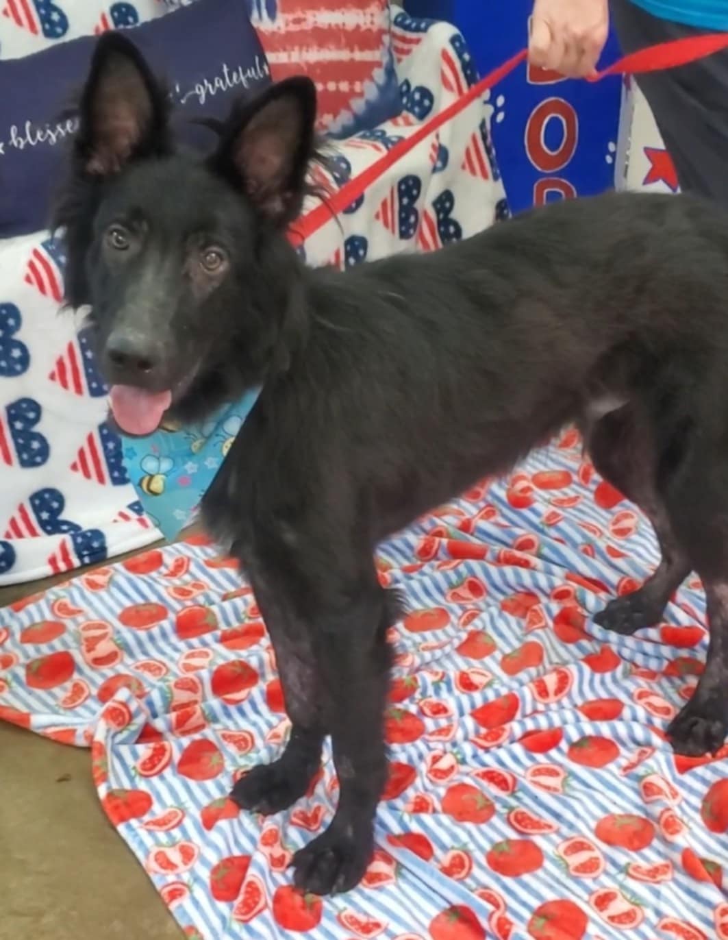 adoptable Dog in Palm Harbor, FL named Lobu Urgent-foster or foster to adopt needed.