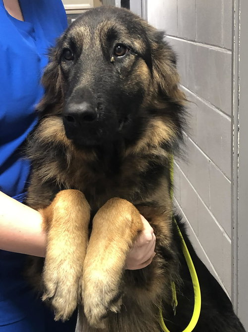picture of the dog needing adoption