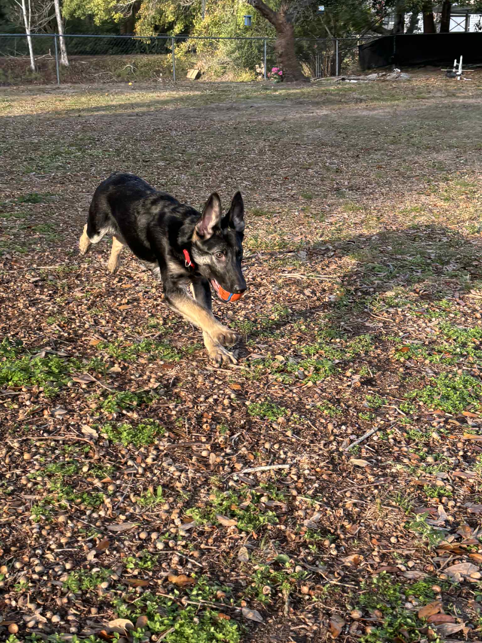 German Shepherd