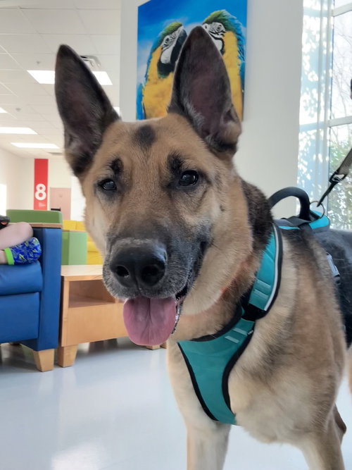 Arlo, an adoptable German Shepherd Dog in Palm Harbor, FL