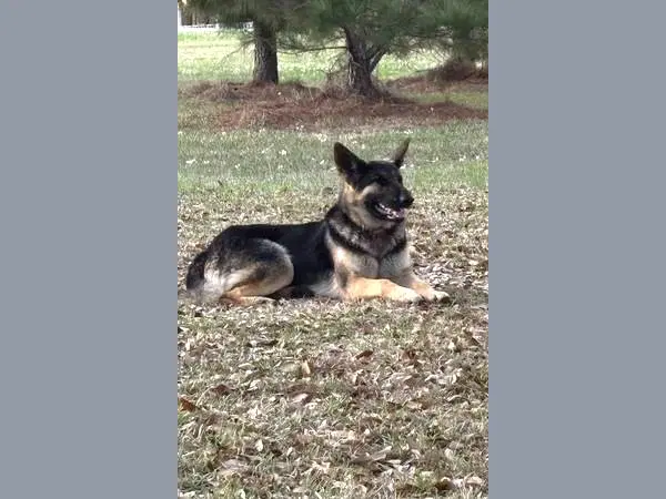 Bonnie image 3