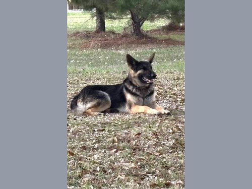 Bonnie, an adoptable German Shepherd Dog in Palm Harbor, FL