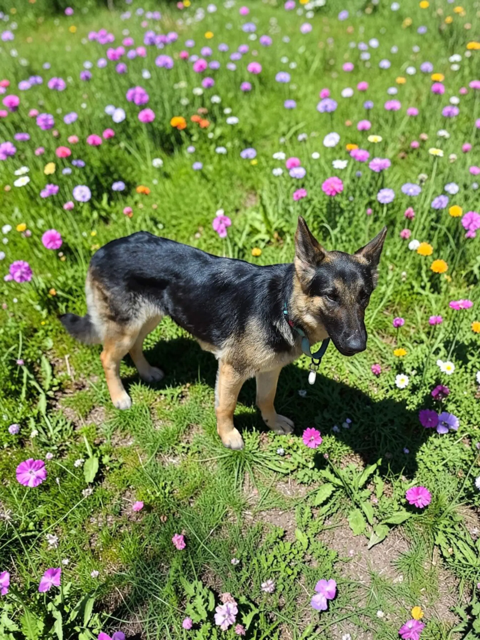 Bonnie - German Shepherd Dog