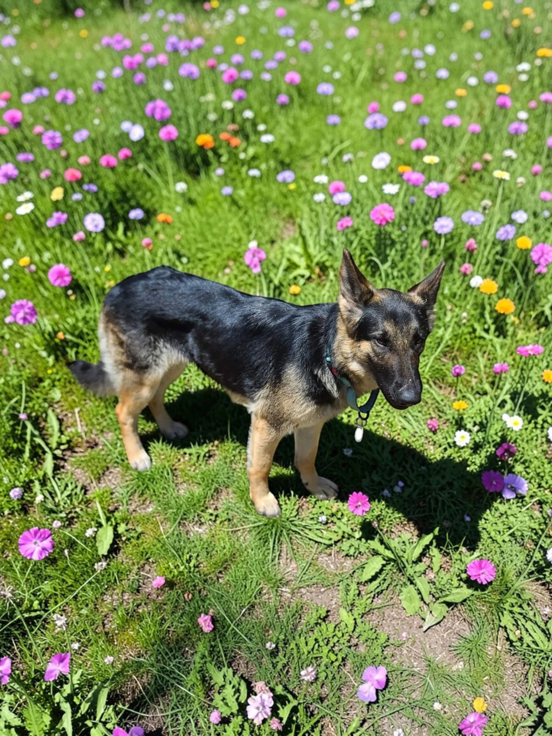 Bonnie