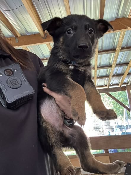 Puppies, an adoptable German Shepherd Dog in Palm Harbor, FL