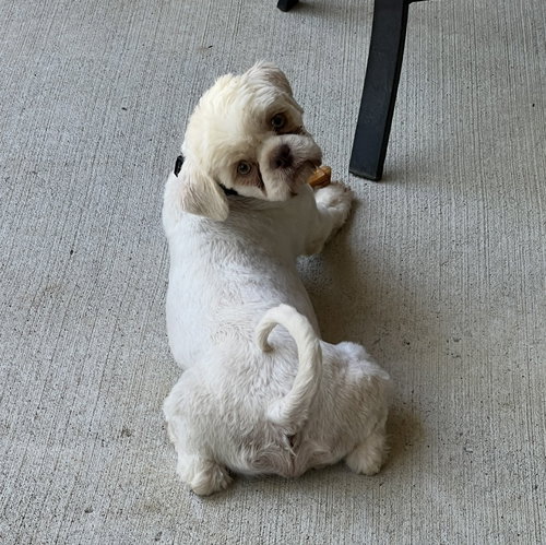 Simba