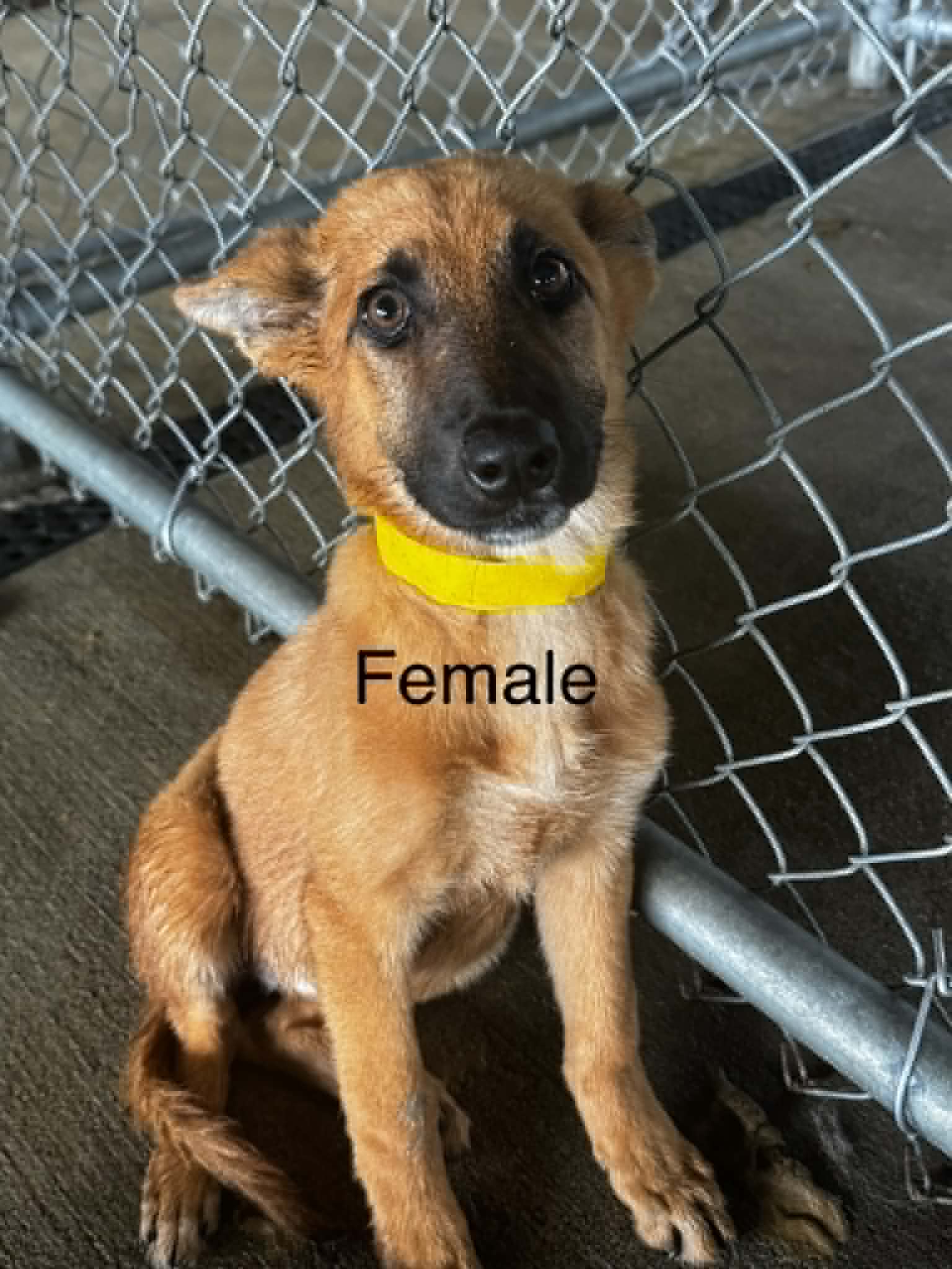 Fosters/adopters needed for puppies
