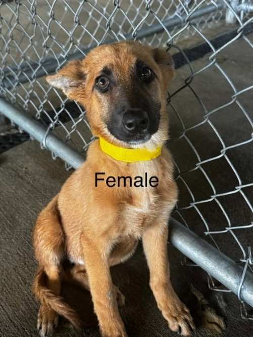 Fosters/adopters needed for puppies