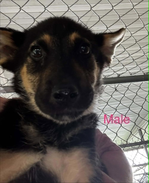 Fosters/adopters needed for puppies photo 2