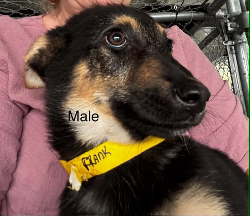 Fosters/adopters needed for puppies photo 3