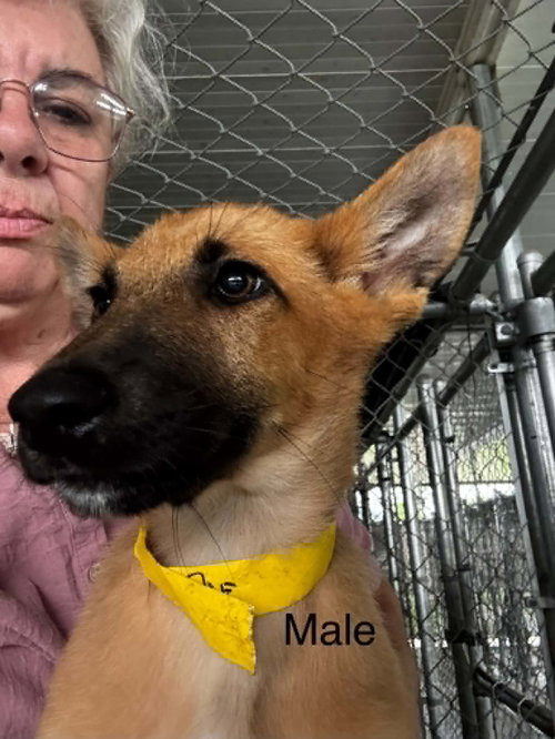 Fosters/adopters needed for puppies photo 4