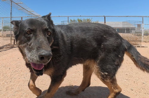 GILLY - German Shepherd Dog available for adoption
