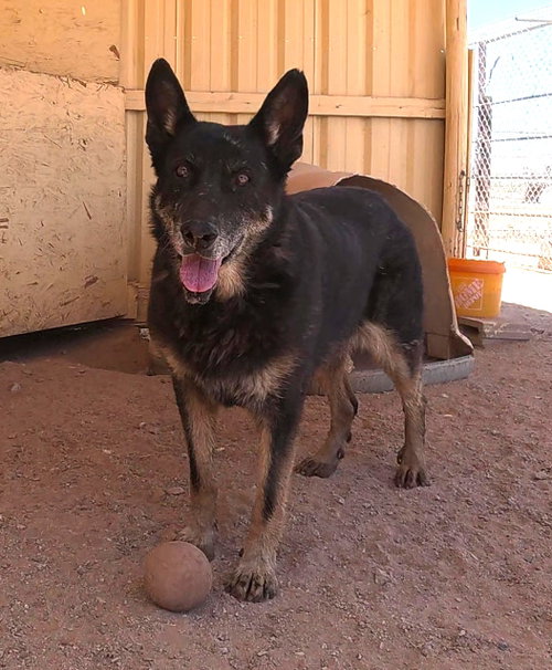 GILLY - German Shepherd Dog available for adoption