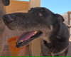 Gilly - Photo 3