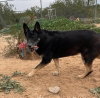 Gilly - Photo 14