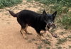 Gilly - Photo 20