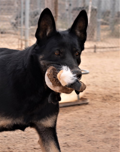 GILLY - German Shepherd Dog available for adoption