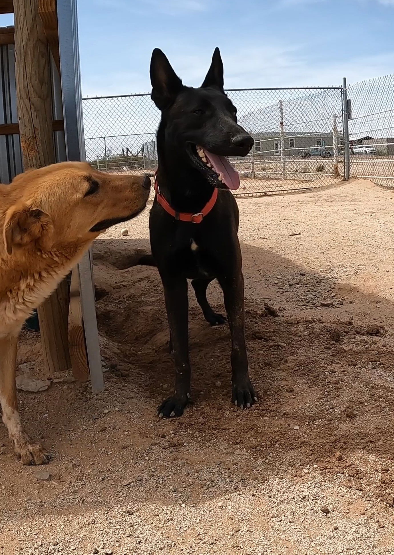 dog-for-adoption-apollo-a-belgian-shepherd-malinois-in-pima-county