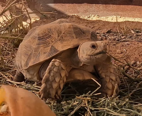 SUMMER - Sulcata (African Spur Thigh) available for adoption
